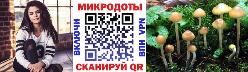купить наркотик  Электрогорск  Псилоцибиновые грибы Psilocybe 